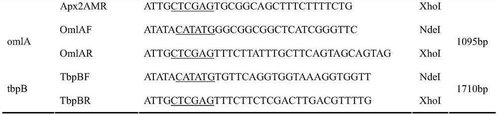 A Subunit Vaccine of Actinobacillus Pleuropneumoniae