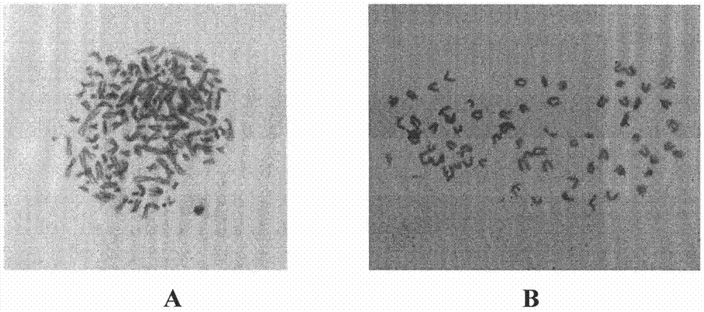 Human hepatoma carcinoma cell line and application thereof