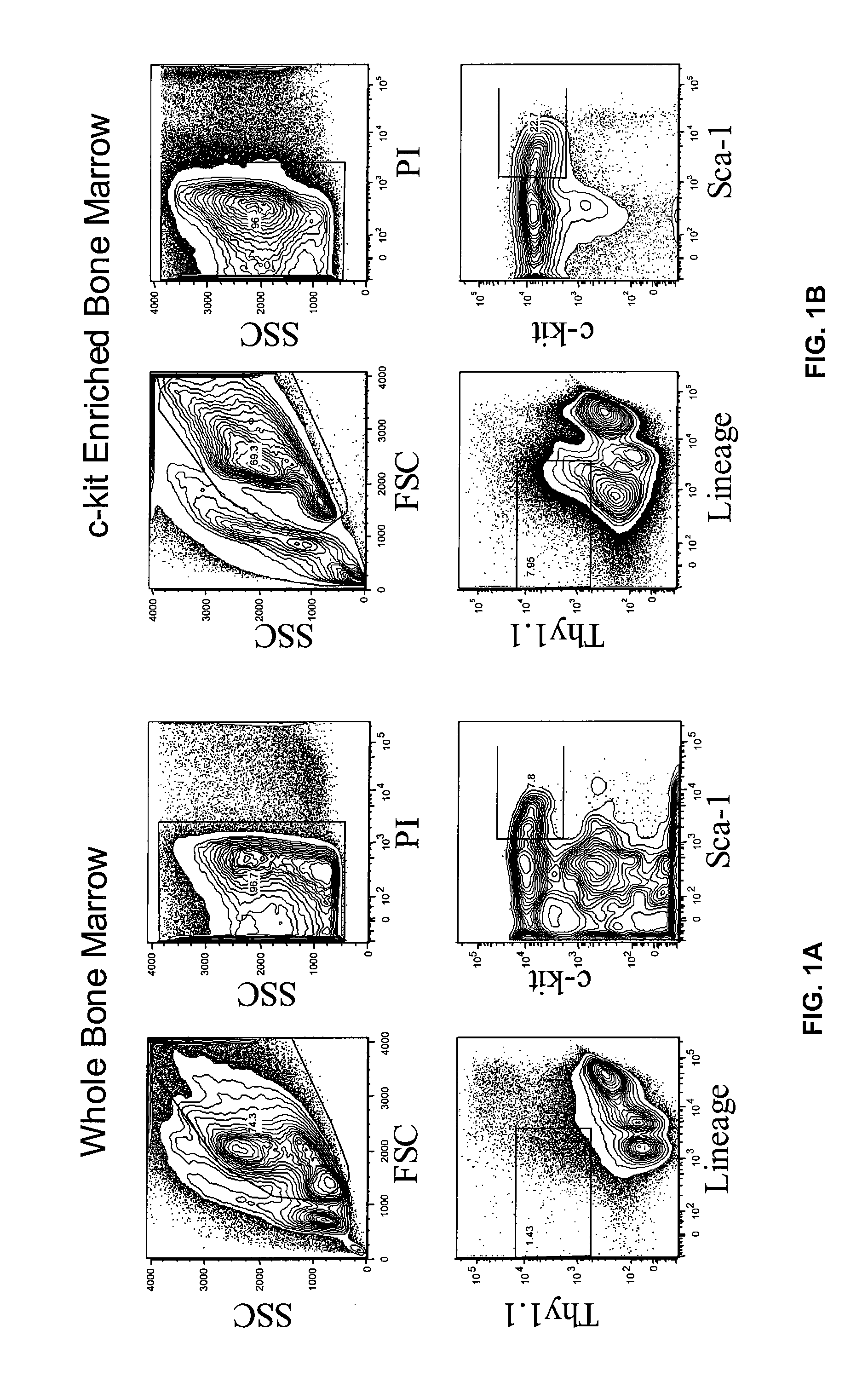 Methods and Compositions for Enhancing Engraftment of Hematopoietic Stem Cells