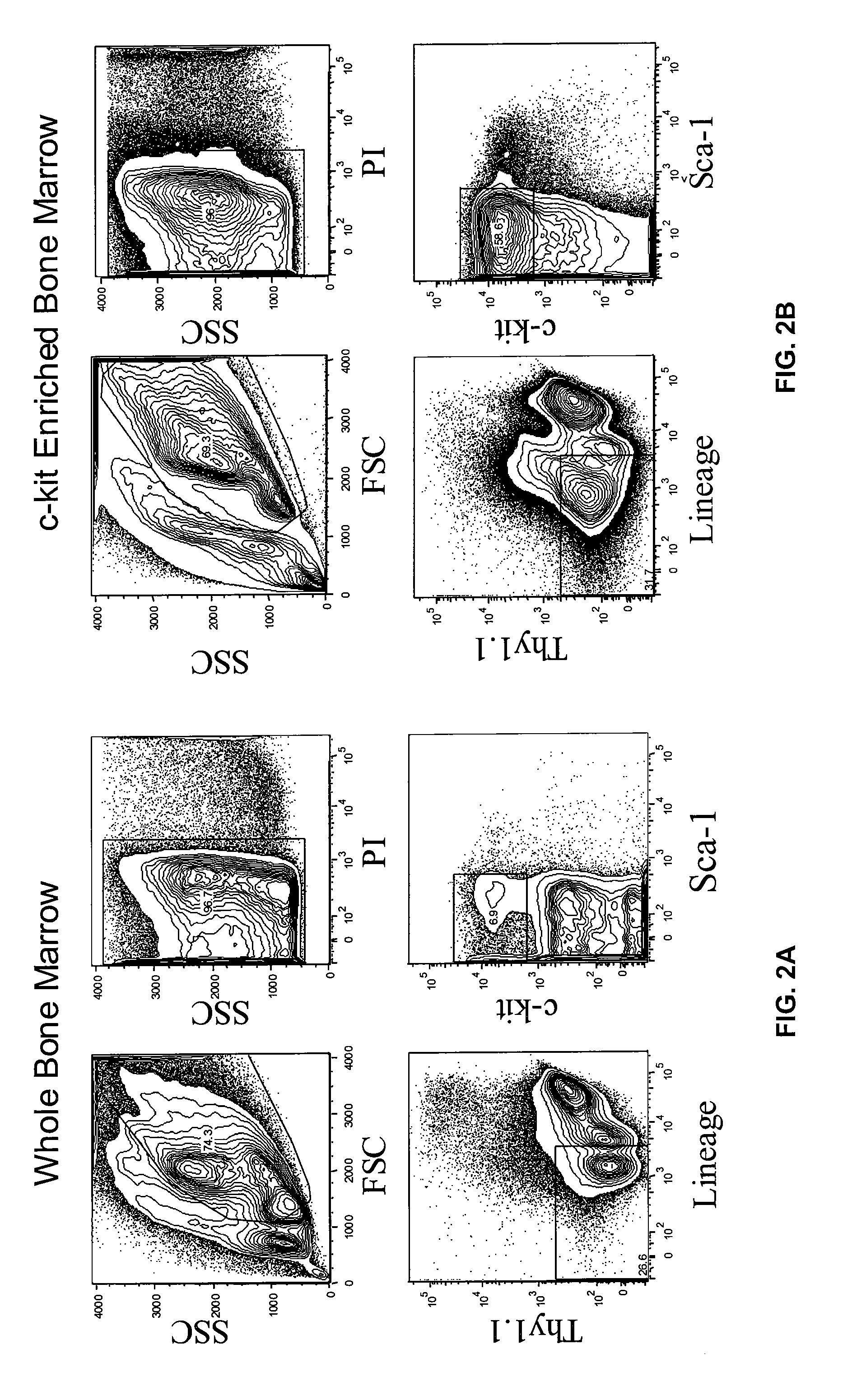 Methods and Compositions for Enhancing Engraftment of Hematopoietic Stem Cells