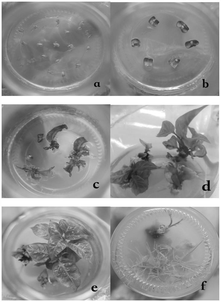 A method for inducing regenerated plants of Chinese pepper with handle cotyledons