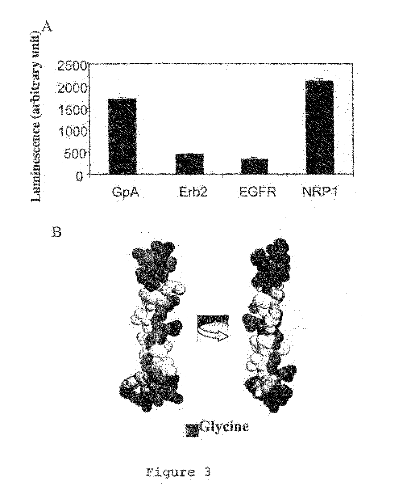 Peptidic antagonists of class III semaphorins/neuropilins complexes