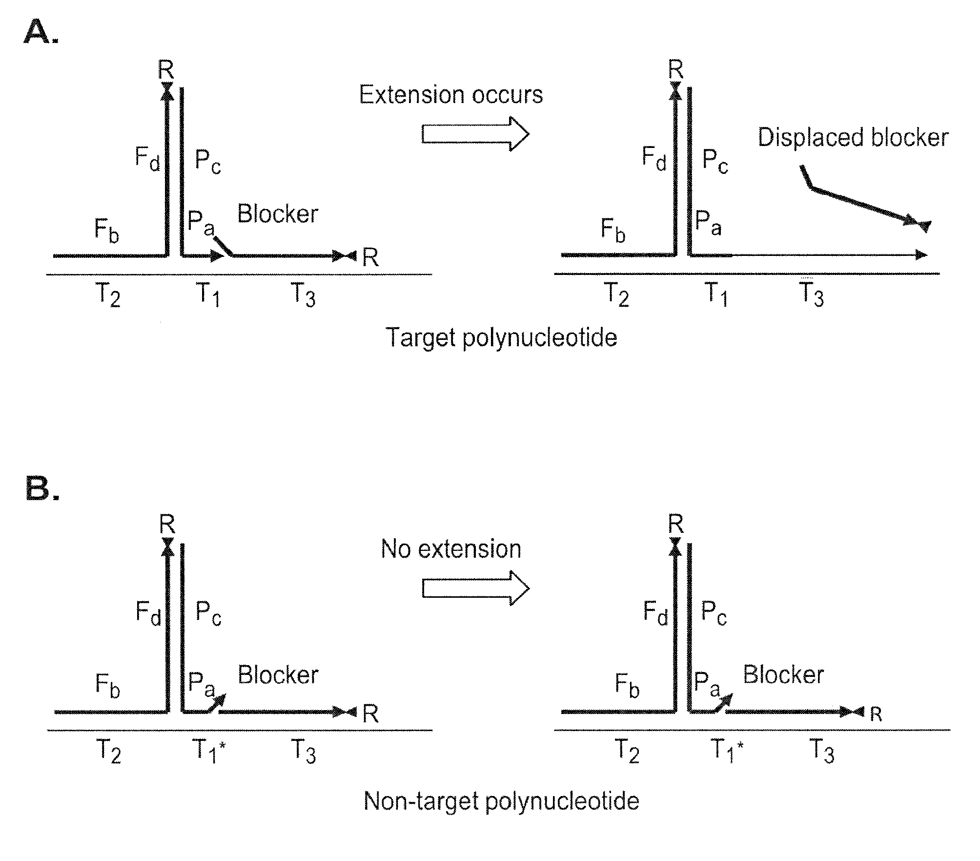 Polynucleotide primers and probes