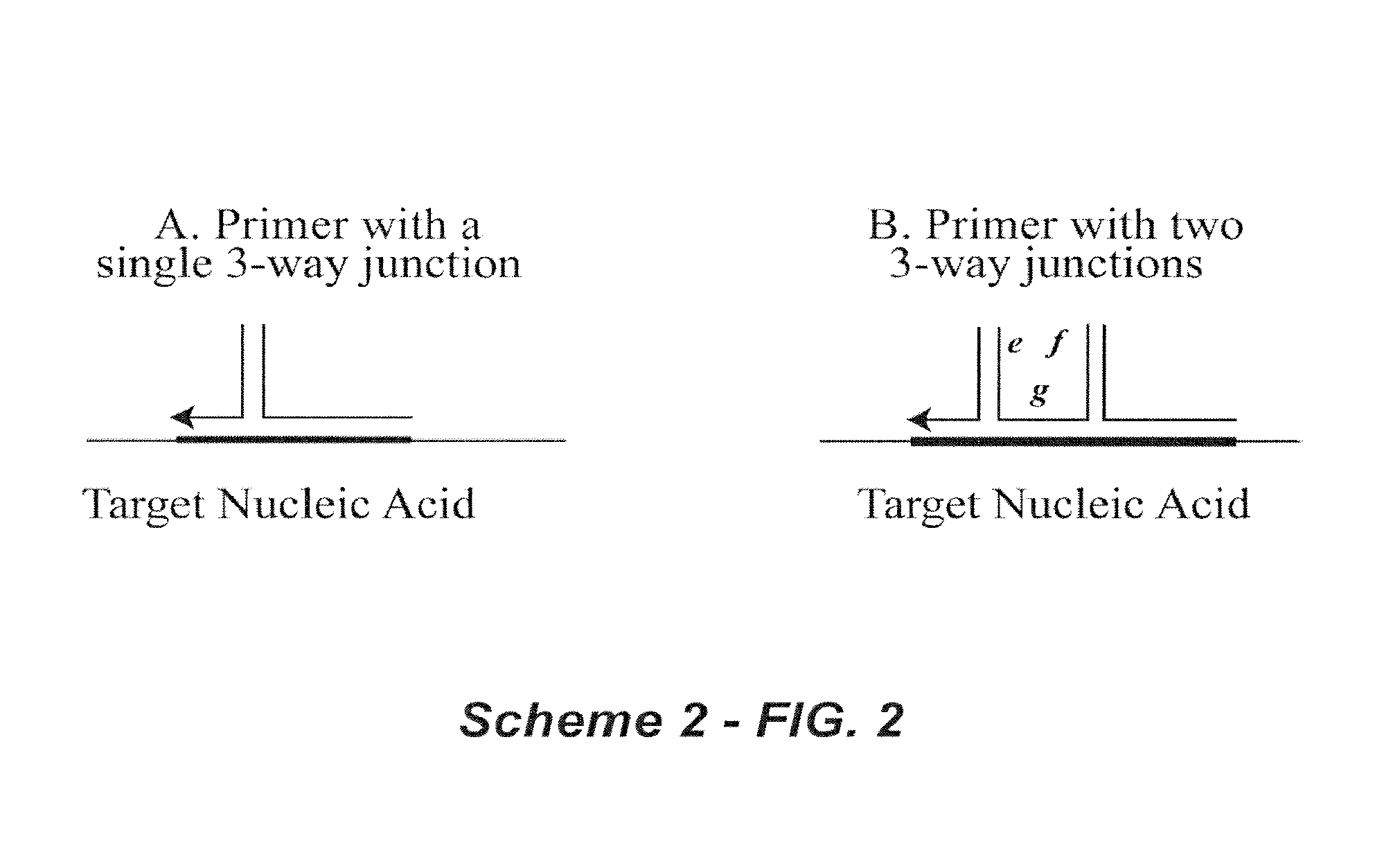 Polynucleotide primers and probes