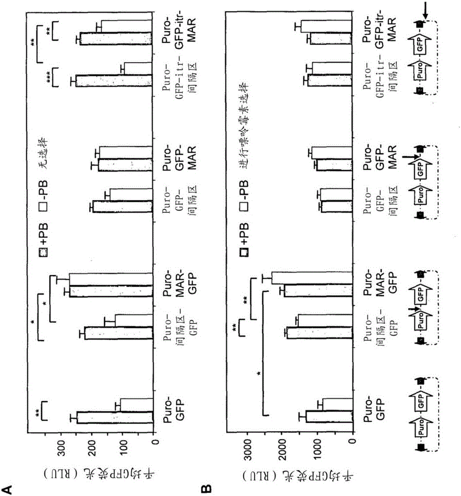 Enhanced transgene expression and processing