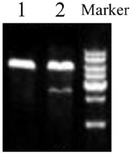 Application of long chain non-coded RNA-HOXA-AS2 in bone tissue damage repair