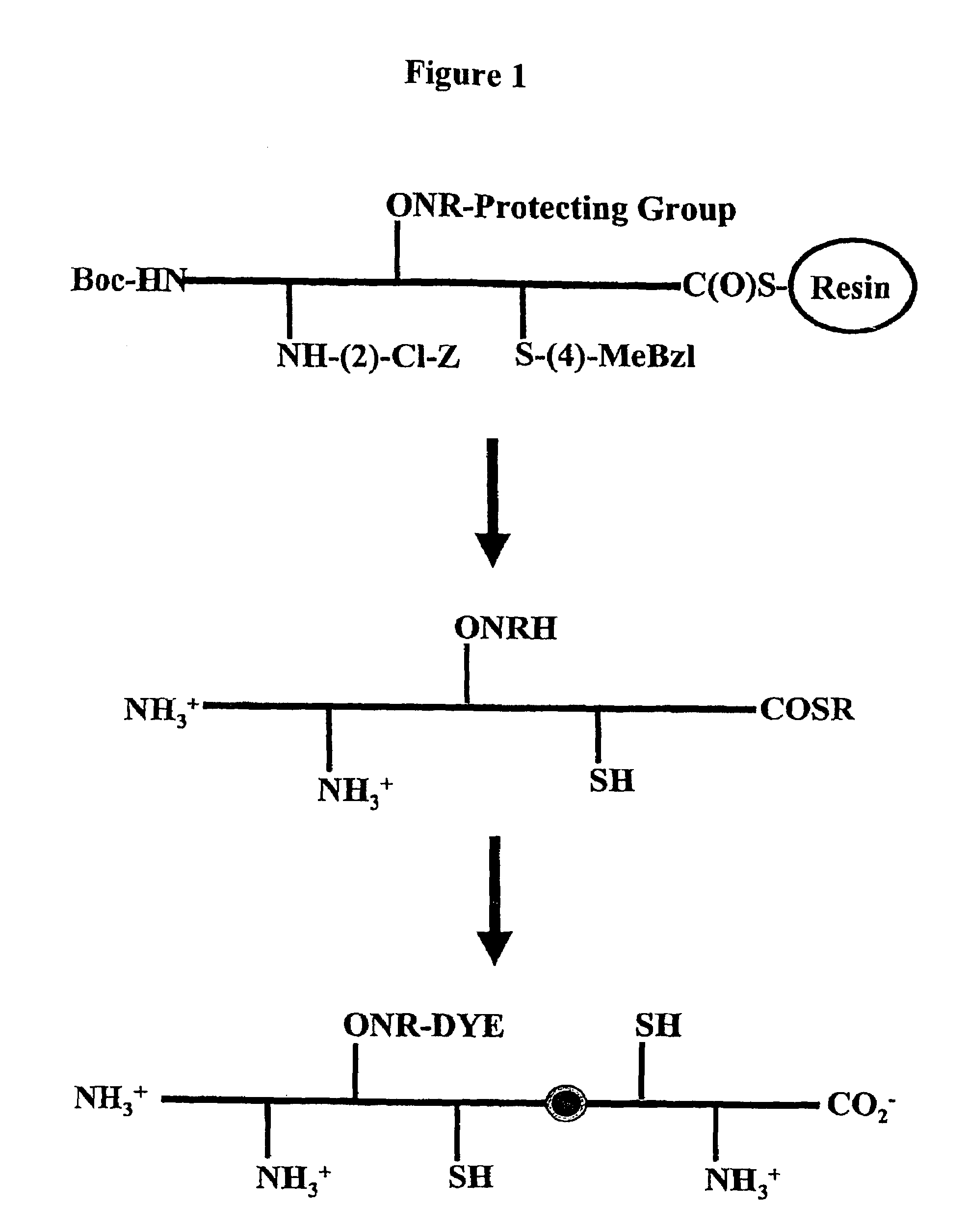 Labeled peptides, proteins and antibodies and processes and intermediates useful for their preparation