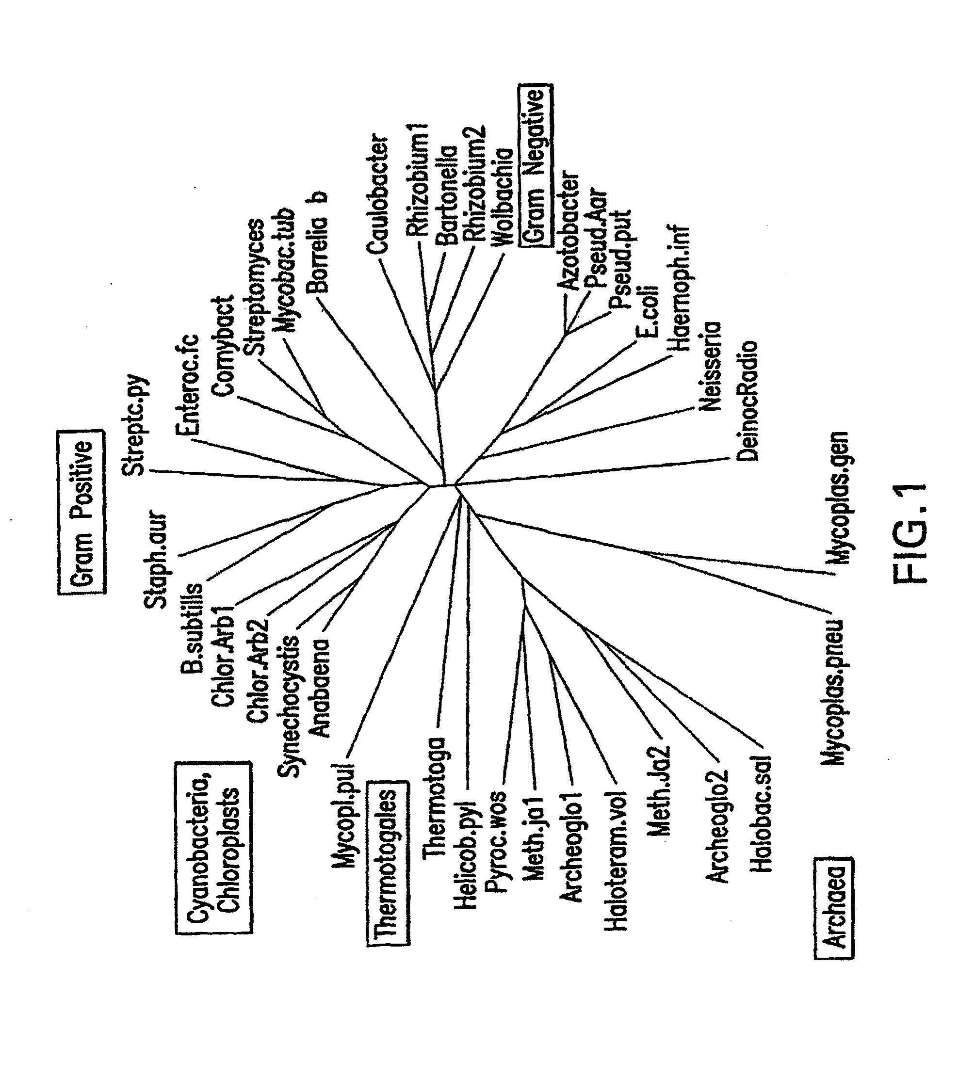 Inhibitors of ftsz and uses thereof