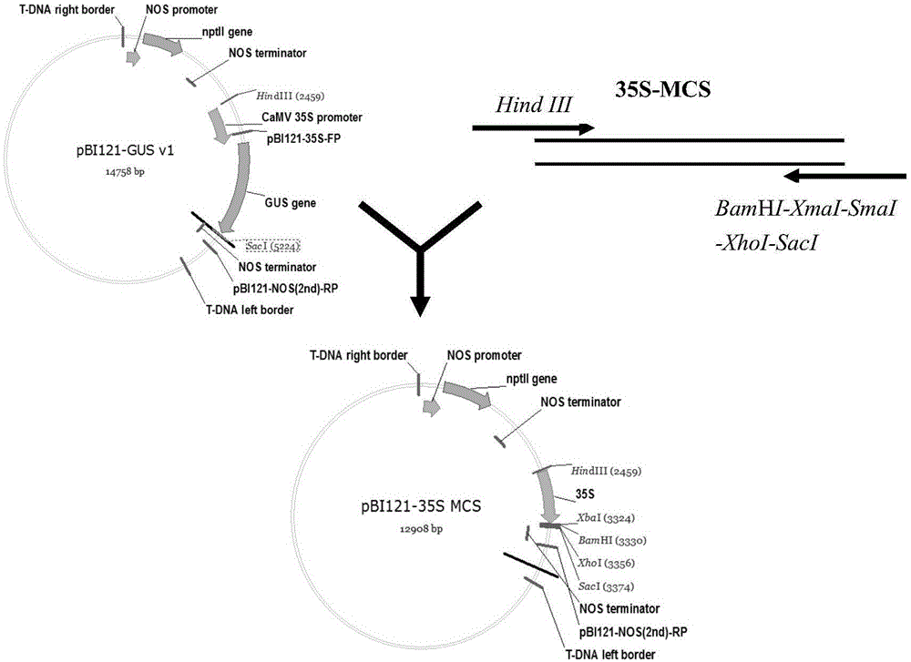 Different gene combinations realizing ectopic expression and application of different gene combinations in increase of oil content in plant nutrient tissue