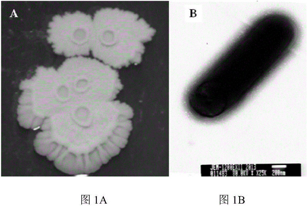 A kind of Bacillus amyloliquefaciens fs6 and its application