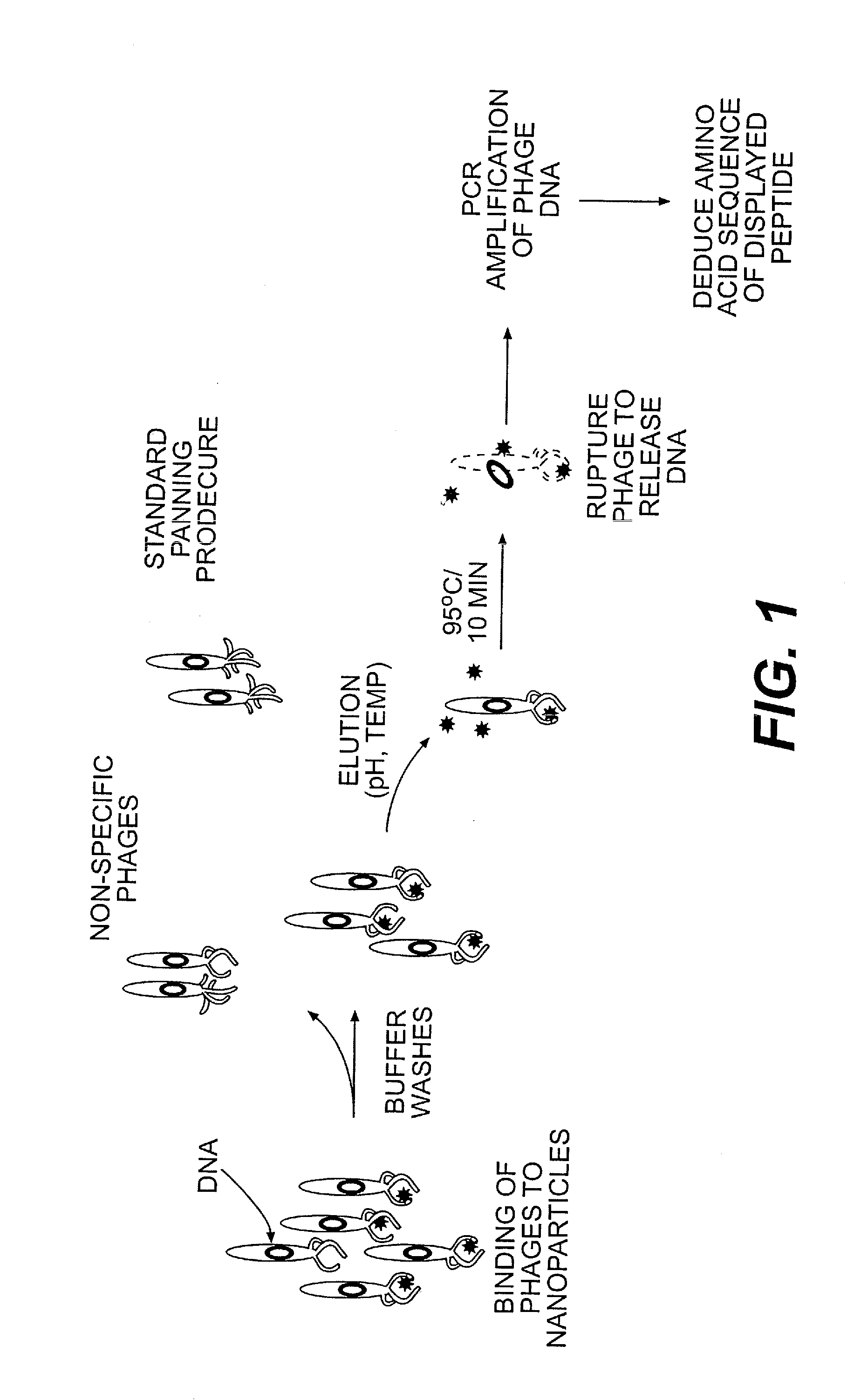 Peptide templates for nanoparticle synthesis obtained through pcr-driven phage display method