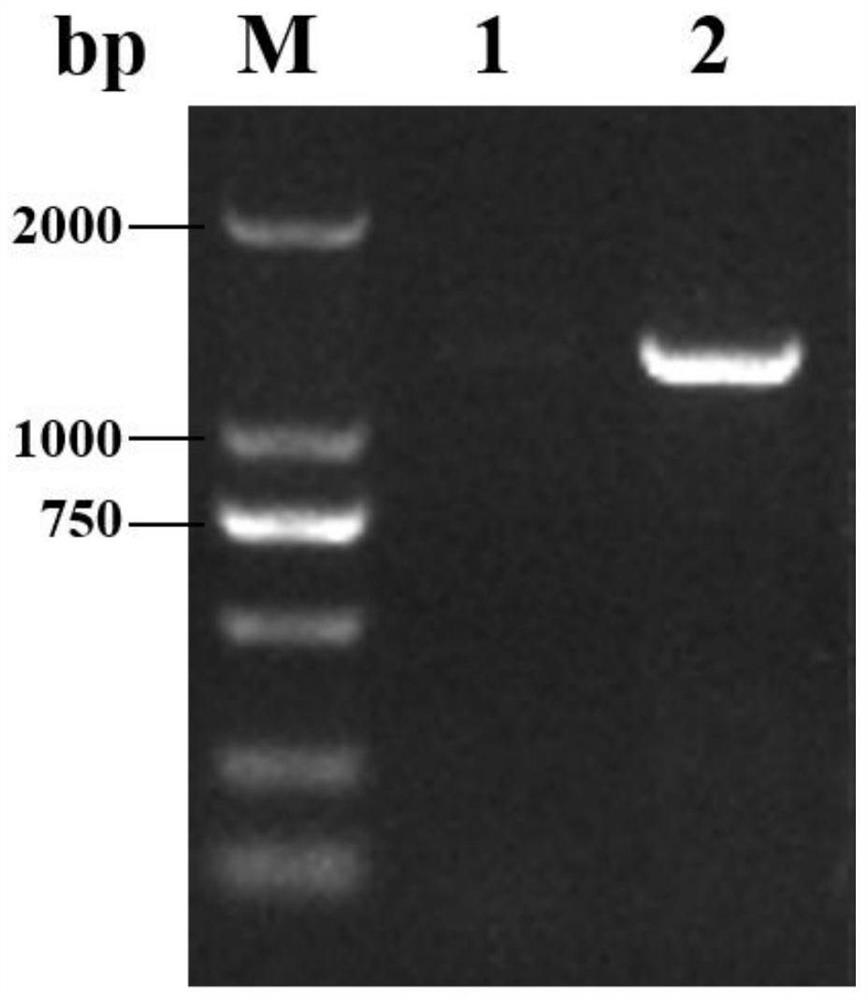 Genetic engineering high-yield strain streptomyces diastatochromogenes and production method and application of epsilon-polylysine