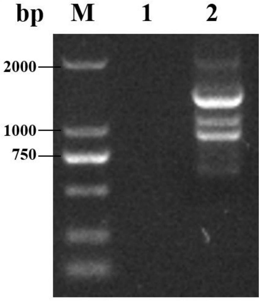 Genetic engineering high-yield strain streptomyces diastatochromogenes and production method and application of epsilon-polylysine
