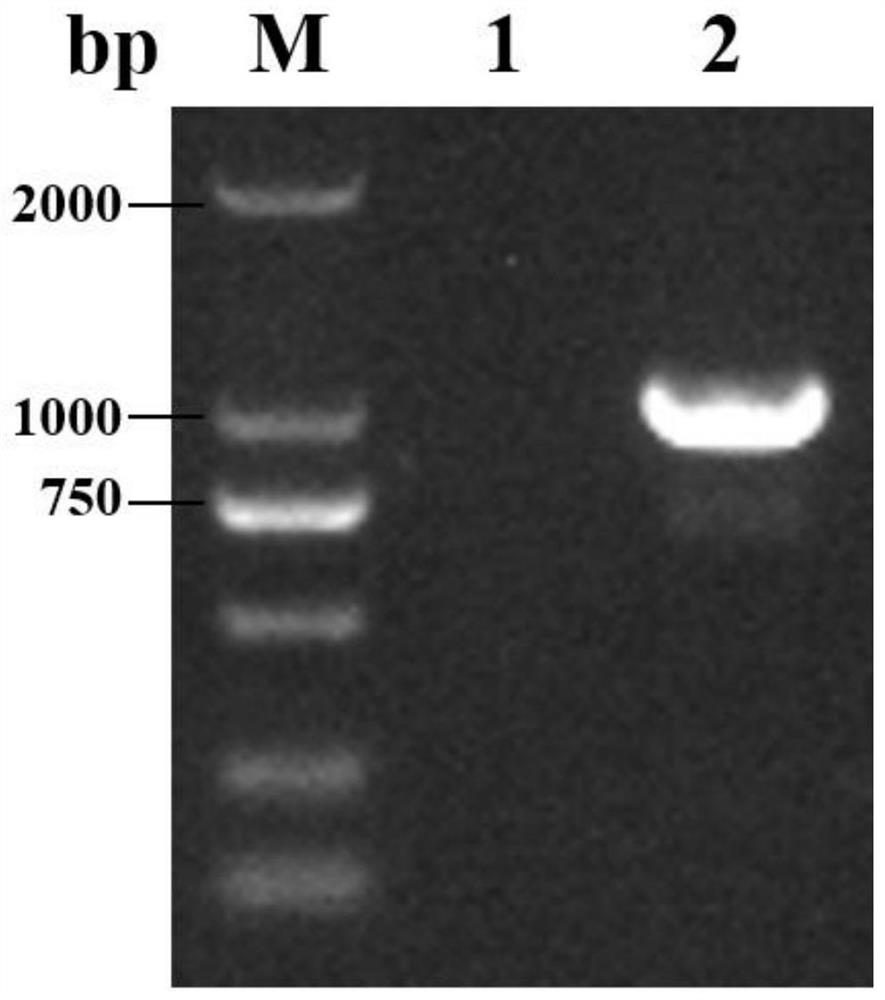 Genetic engineering high-yield strain streptomyces diastatochromogenes and production method and application of epsilon-polylysine