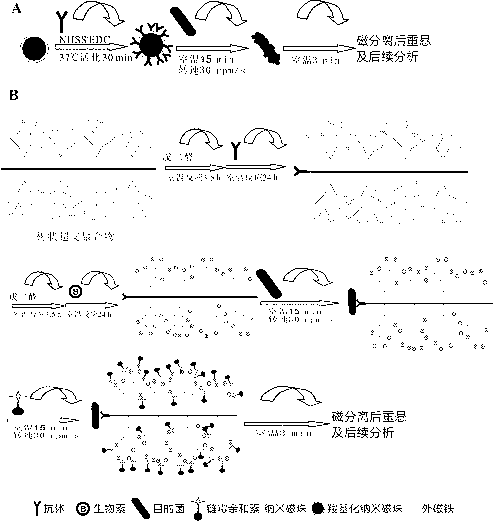 Method for enriching and separating helicobacter pylori