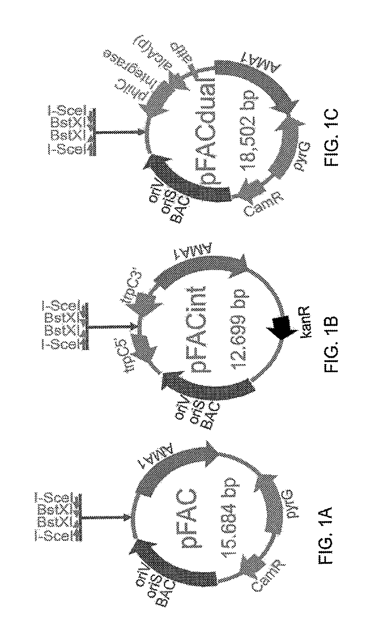 Fungal artificial chromosomes, compositions, methods and uses therefor