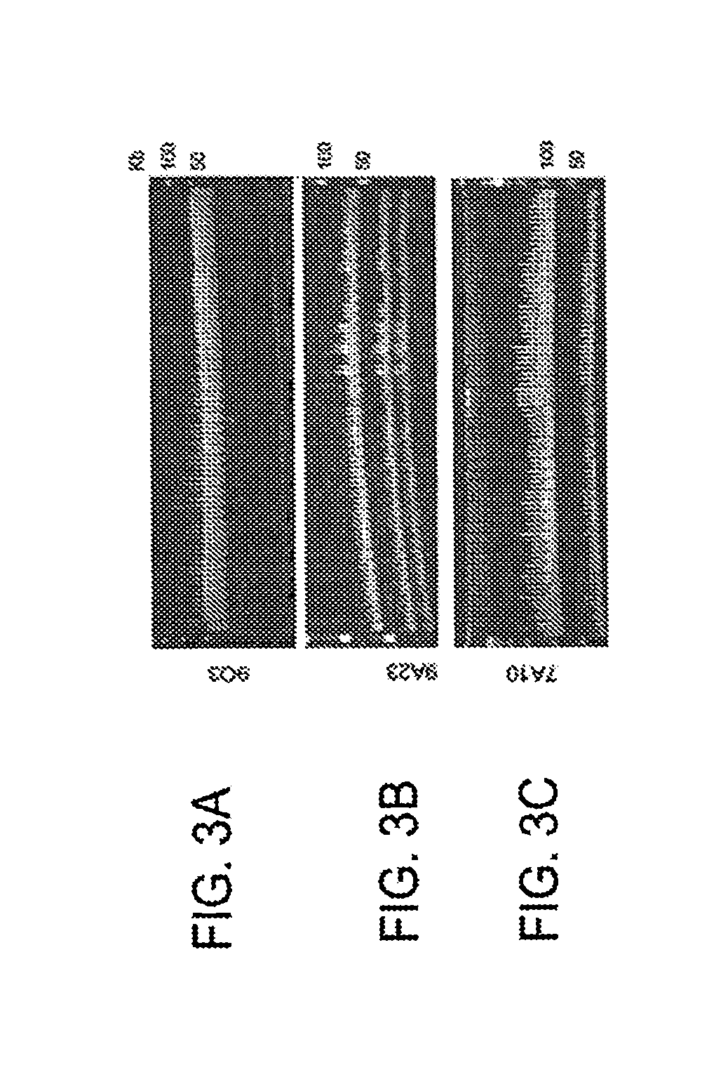 Fungal artificial chromosomes, compositions, methods and uses therefor