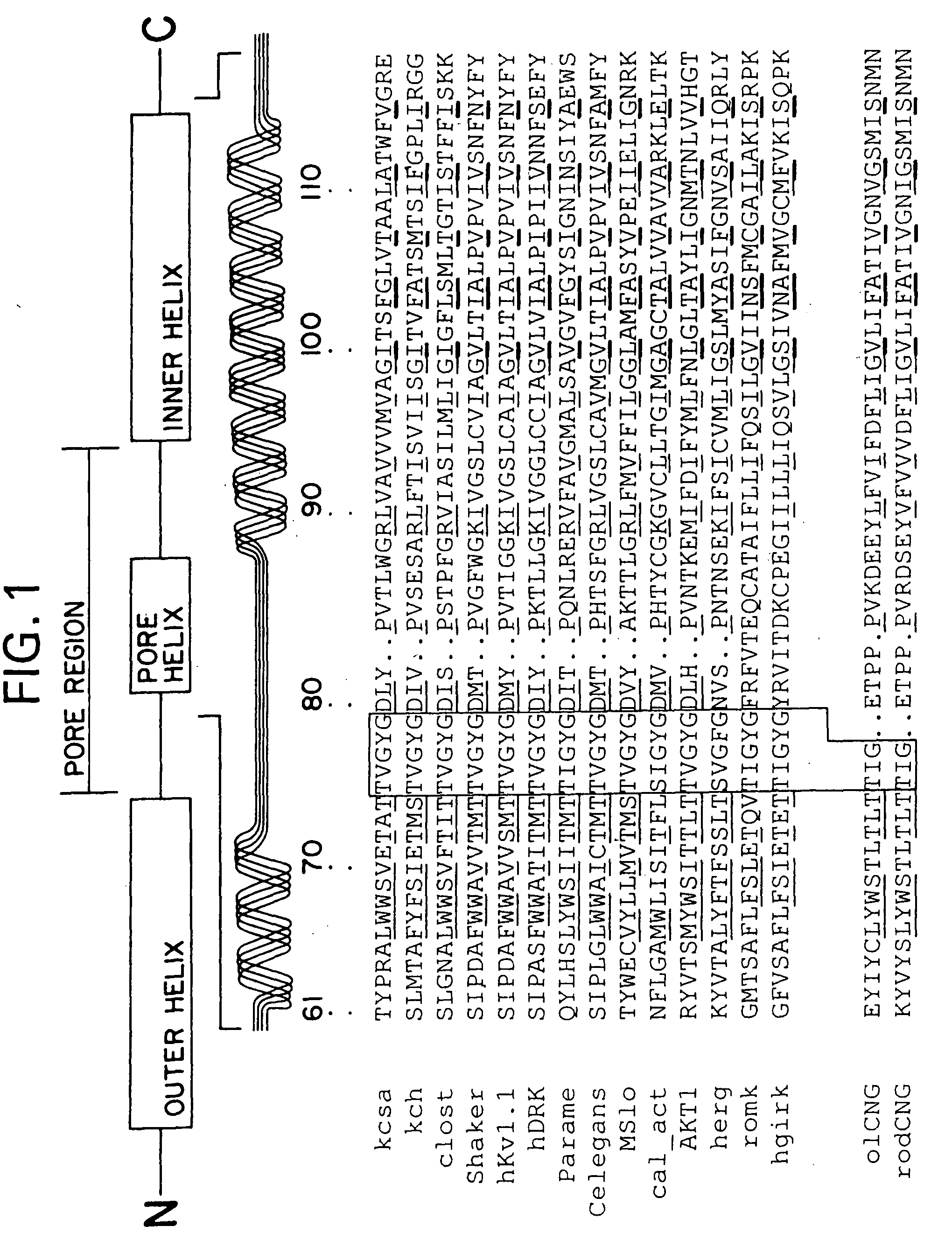 Assays for screening compounds which interact with cation channel proteins, mutant prokaryotic cation channel proteins, and uses thereof