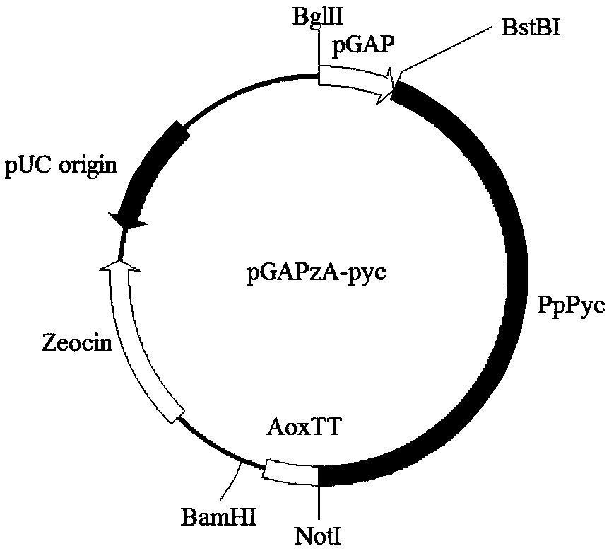 Novel mutant protein for improving malic acid yield