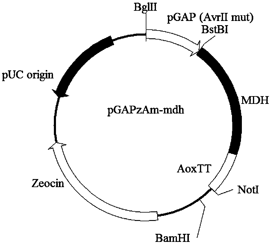 Novel mutant protein for improving malic acid yield