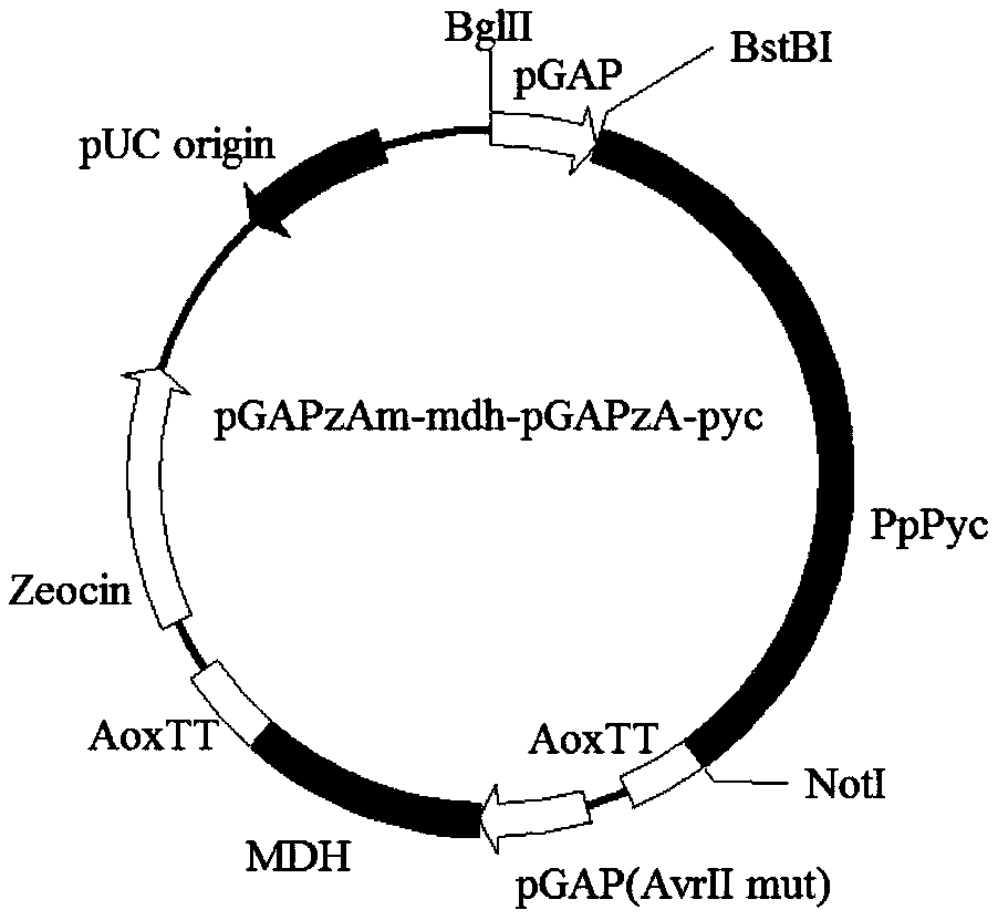 Novel mutant protein for improving malic acid yield