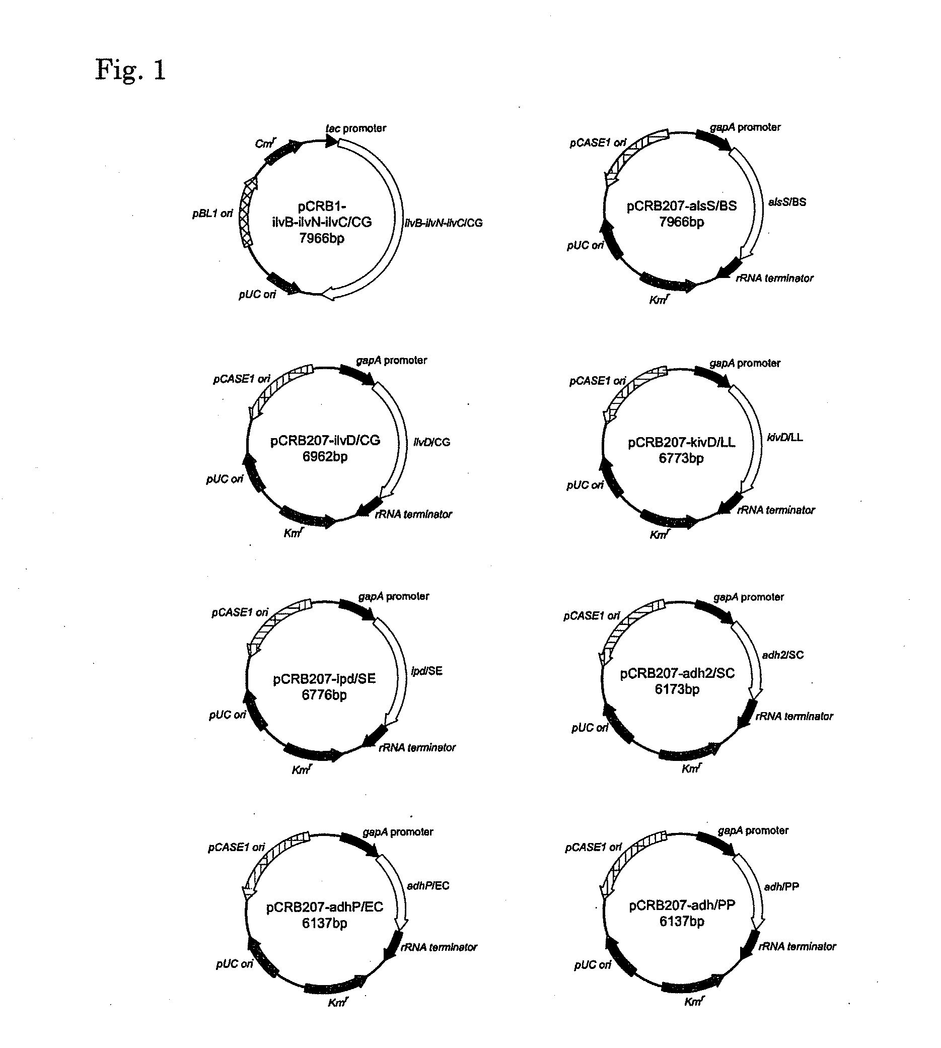 Coryneform bacterium transformant and process for producing isobutanol using the same