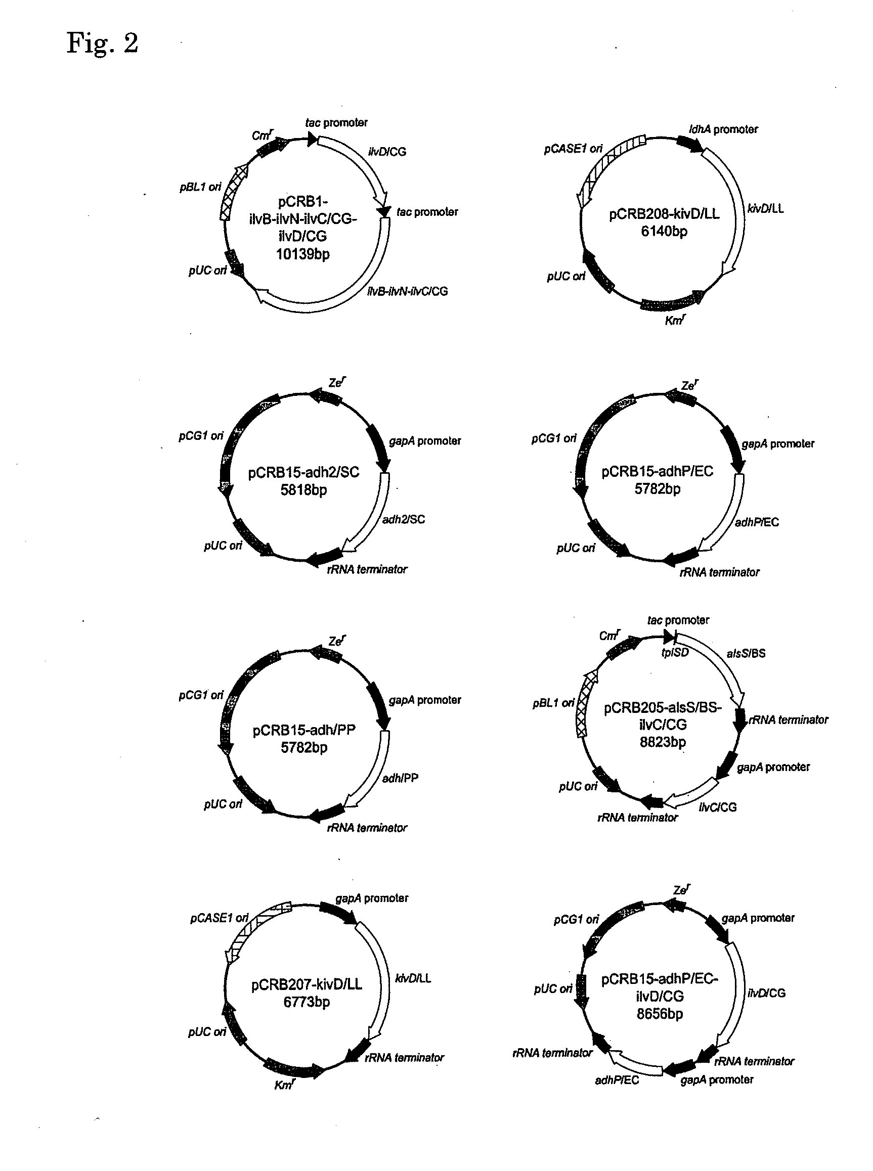 Coryneform bacterium transformant and process for producing isobutanol using the same