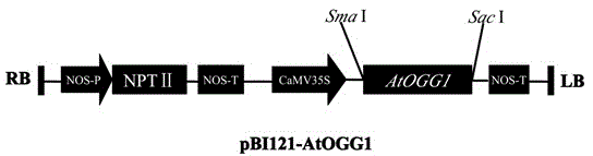 Application of arabidopsis DNA (Deoxyribonucleic Acid) glycosidase AtOGG1 in aspects of prolonging life of seed and improving germination vigor of seed