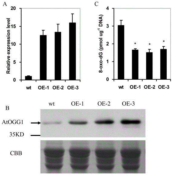 Application of arabidopsis DNA (Deoxyribonucleic Acid) glycosidase AtOGG1 in aspects of prolonging life of seed and improving germination vigor of seed