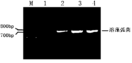 Multiplex-polymerase chain reaction (PCR) detection method capable of simultaneously detecting vibrio parahaemolyticus, vibrio vulnificus and vibrio alginolyticus