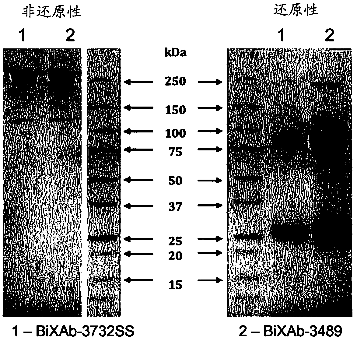 Bispecific antibodies targeting EGFR and HER2