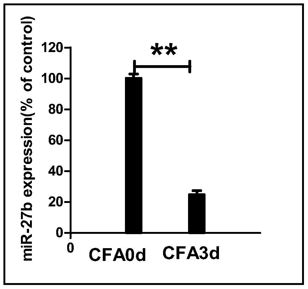 Application of miR-27b compound used as chronic pain marker and application of miR-27b compound in preparing medicament for treating chronic pain