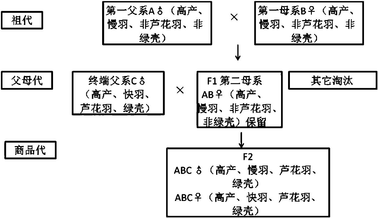 Method for seed production of automatic sexing high-yield type Luhua feather green shell laying hens