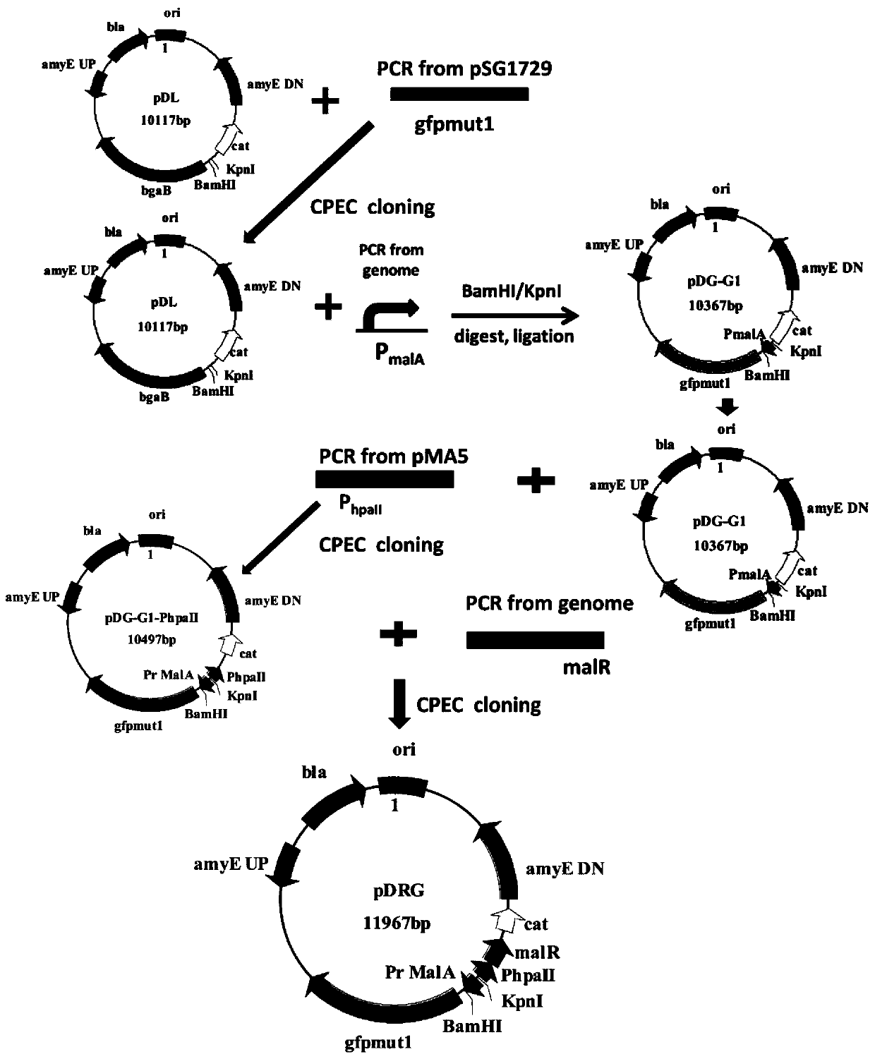Method for constructing and screening mutant library of maltose transcriptional activation factor MalR and application of method