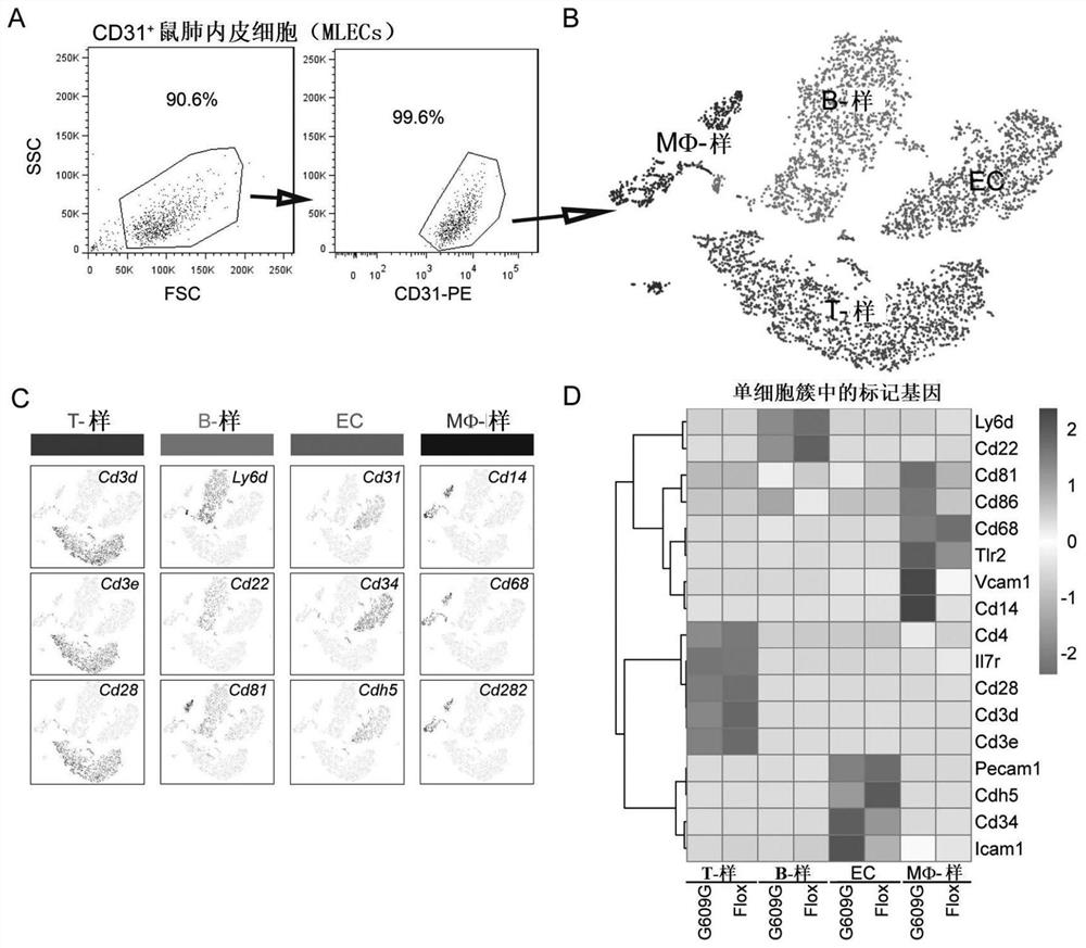 An agent that enables sirt7 gene expression and the use thereof