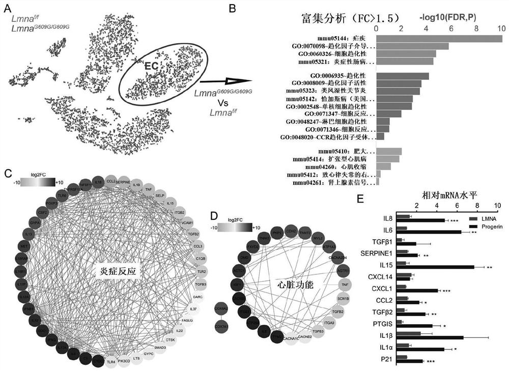 An agent that enables sirt7 gene expression and the use thereof