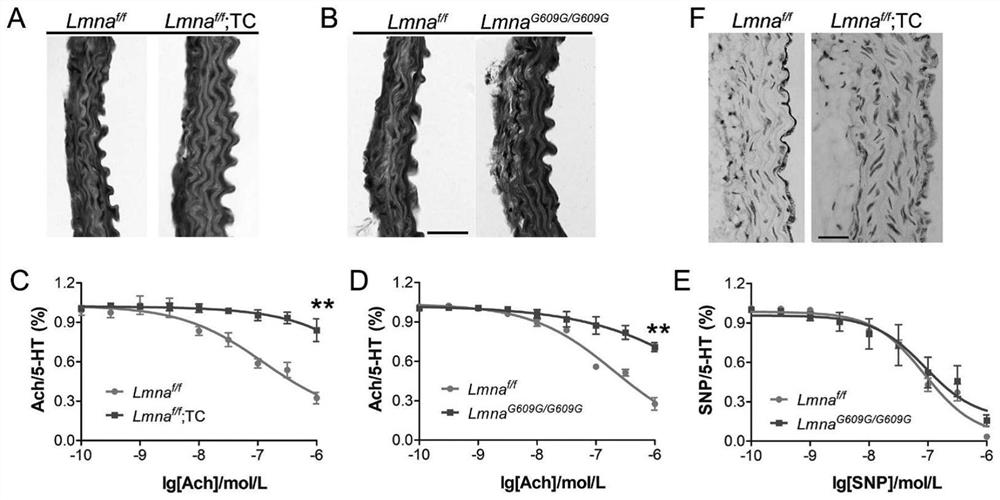 An agent that enables sirt7 gene expression and the use thereof