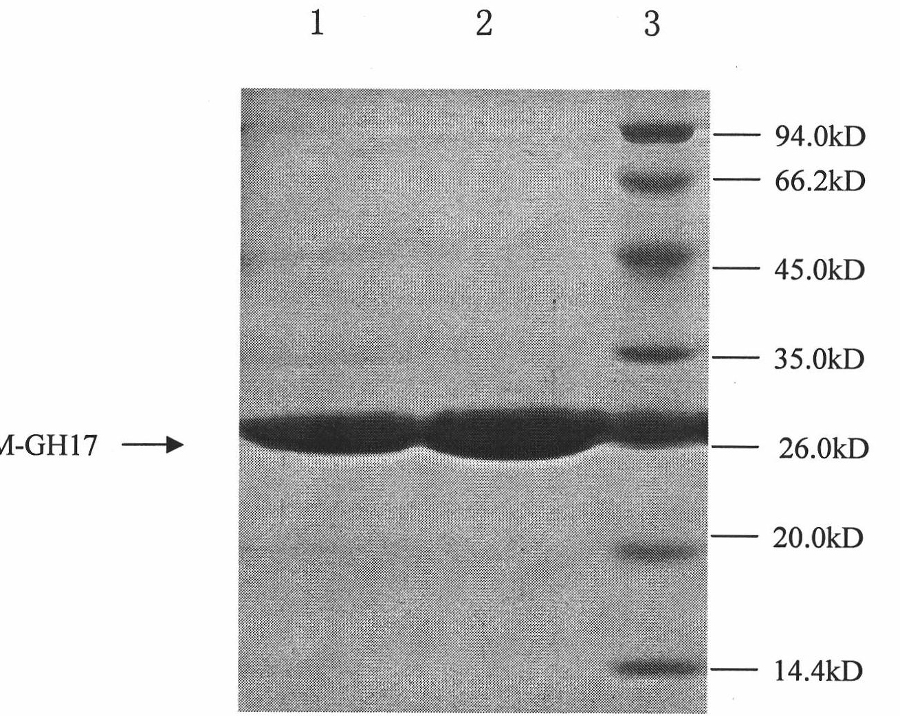 Fusion protein and use of fusion protein in detection of histoplasma capsulatum