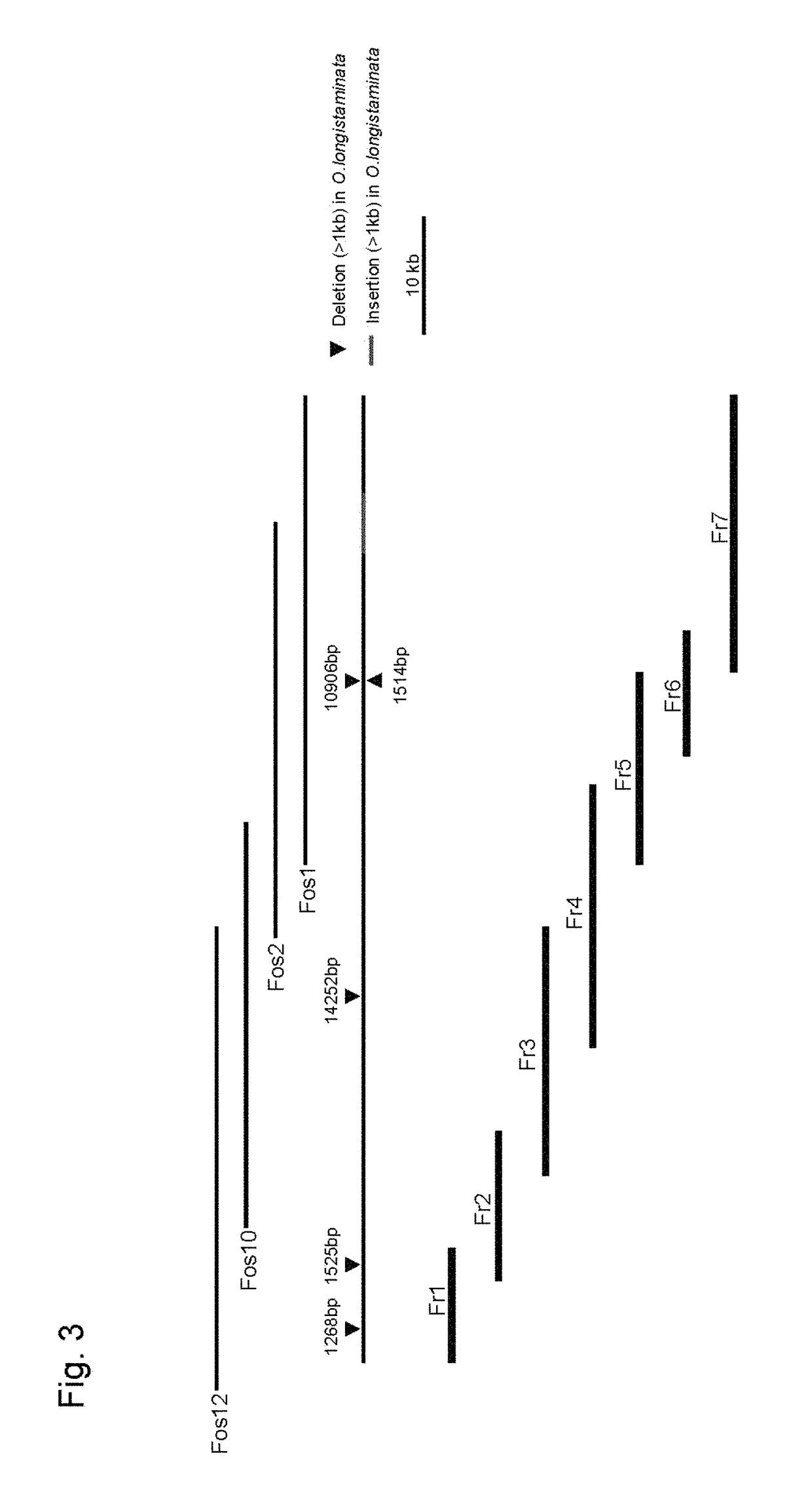 Nucleic acid imparting high-yielding property to plant, method for producing transgenic plant with increased yield, and method for increasing plant yield