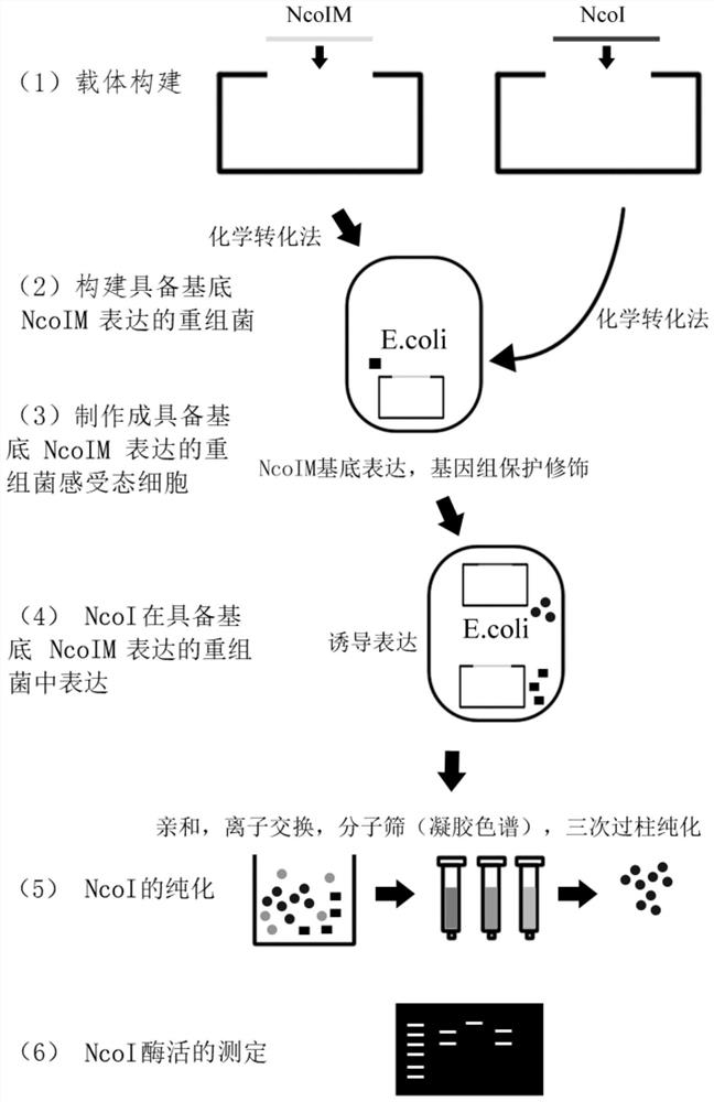 Preparation method of recombinant NcoI restriction endonuclease