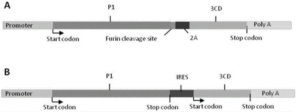 Recombinant adenovirus expressing human enterovirus 71 capsid protein and vaccine prepared from same and application thereof