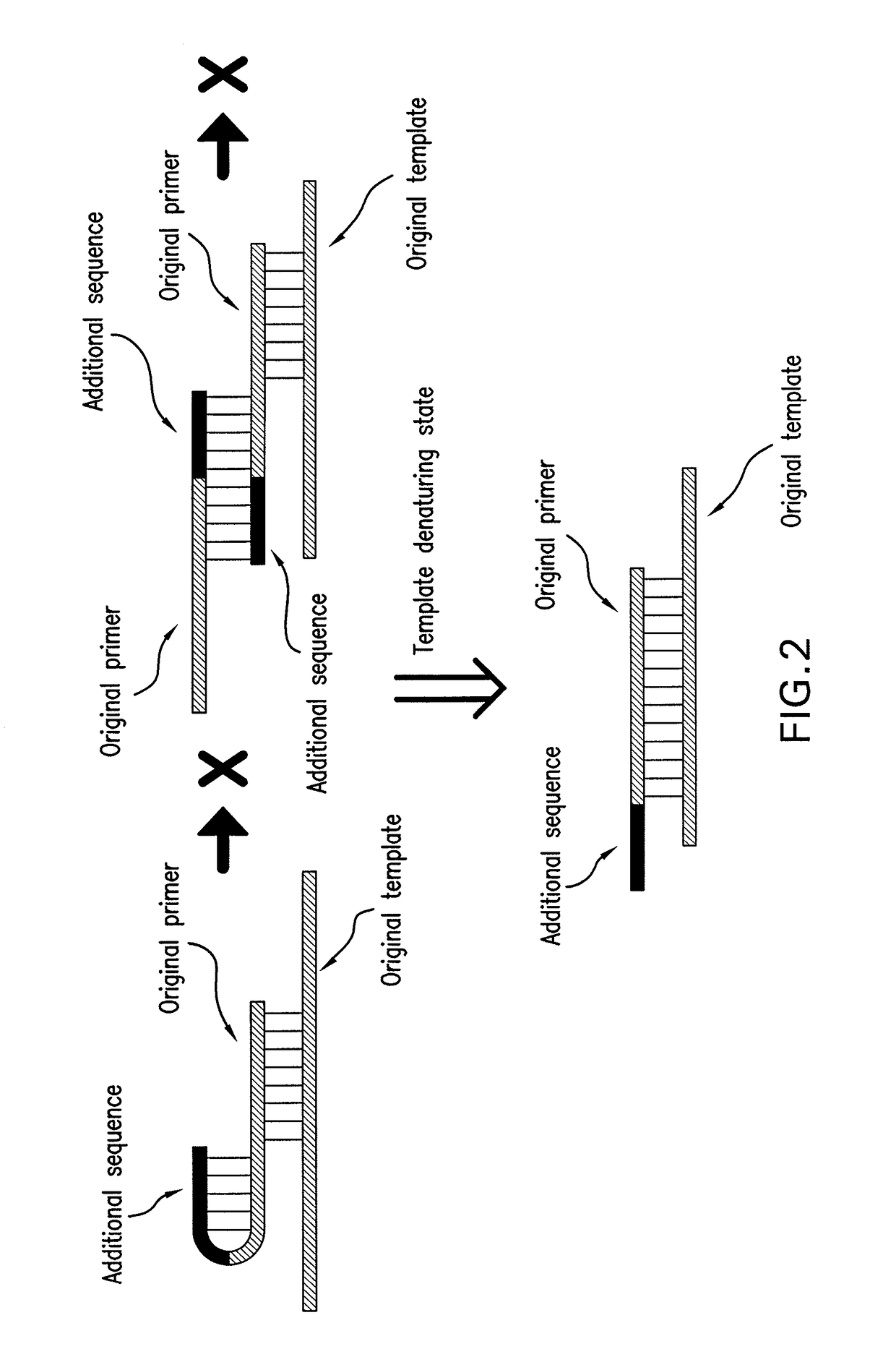 PCR primer capable of reducing non-specific amplification and PCR method using the PCR primer