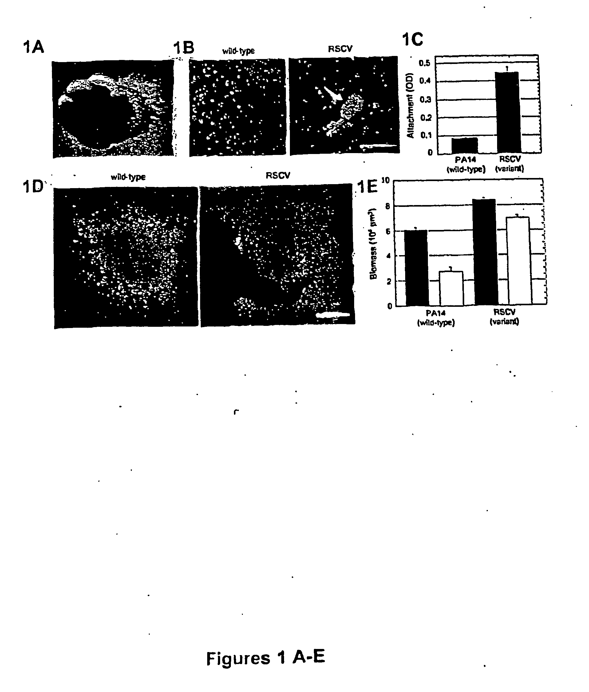 Regulators of biofilm formation and uses thereof