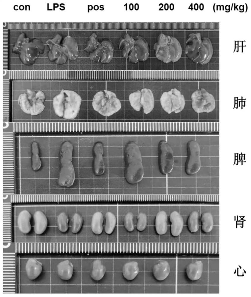 Application of perilla leaf extract in preparation of medicine for preventing and treating acute lung injury