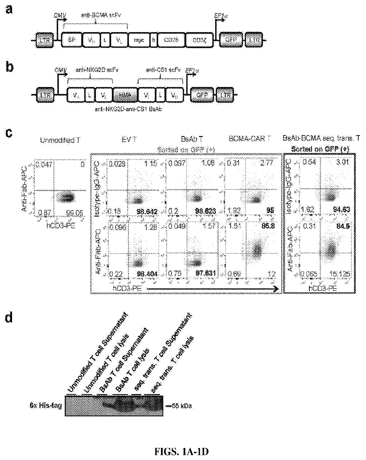 Bispecific antibody car cell immunotherapy