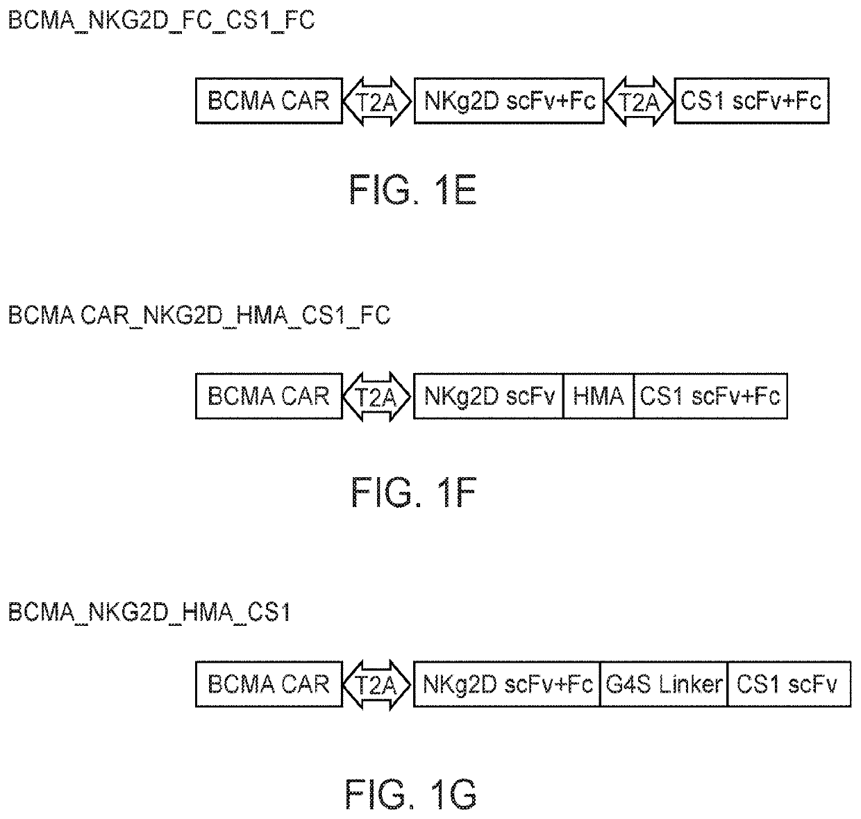 Bispecific antibody car cell immunotherapy