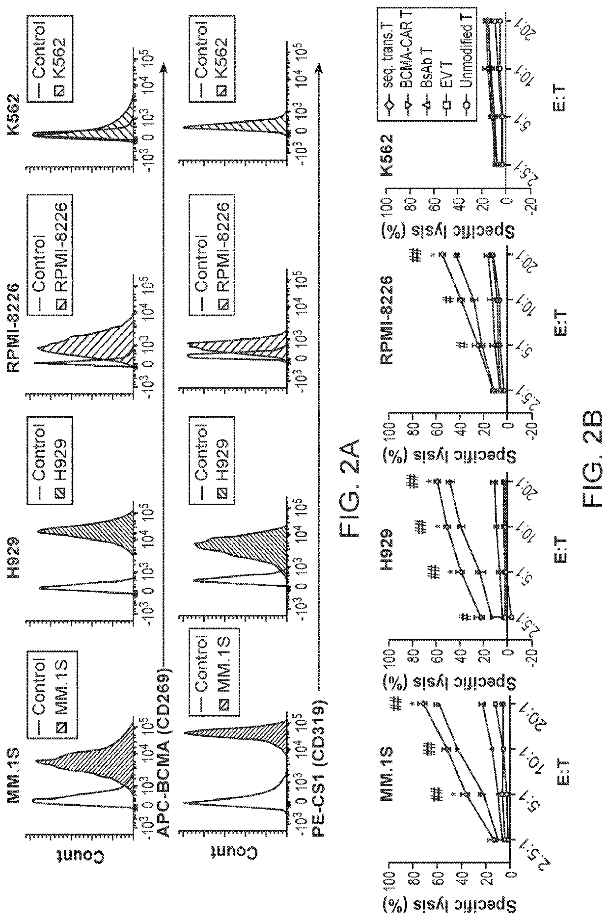 Bispecific antibody car cell immunotherapy