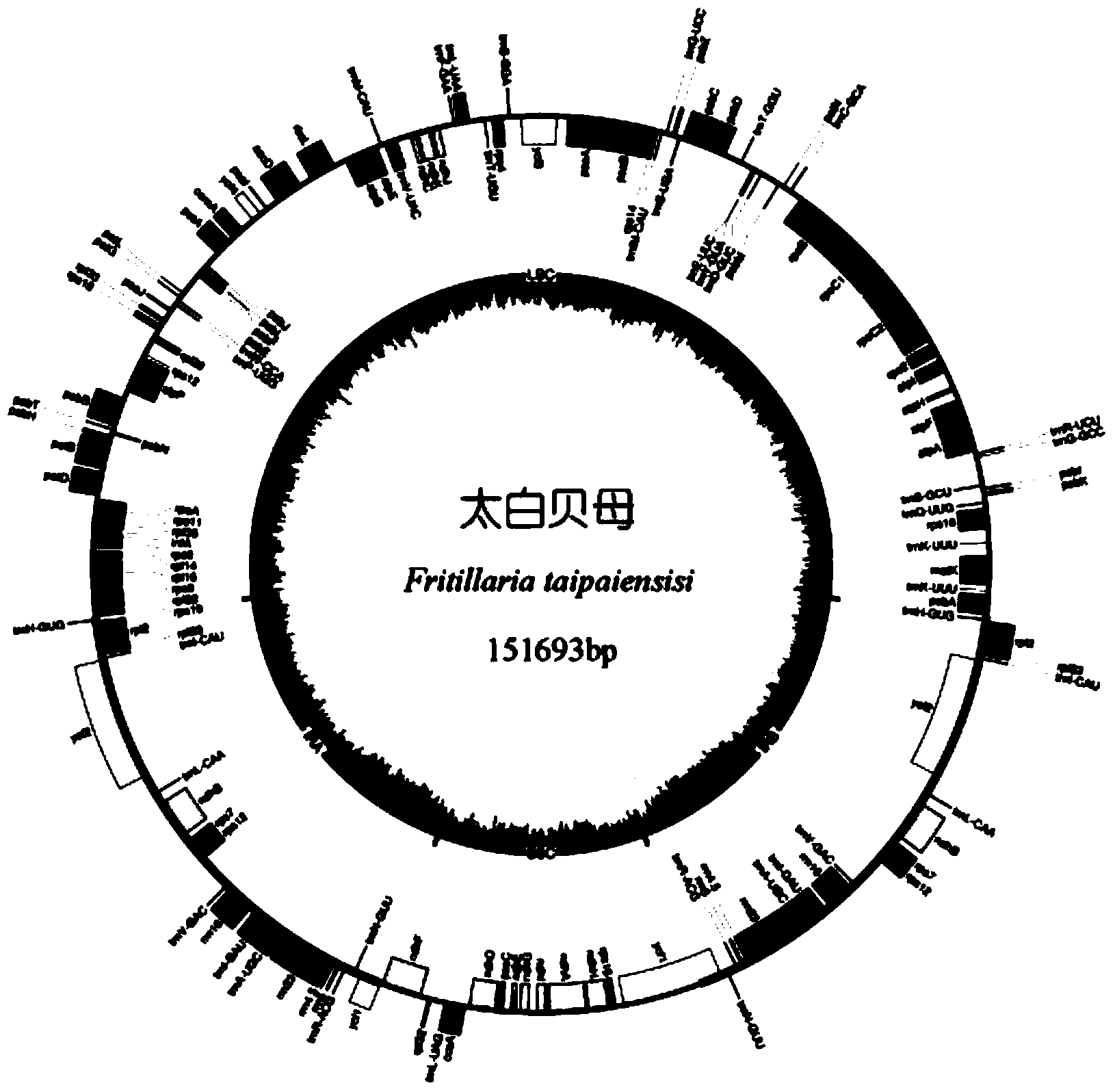 Molecular biological identification method of fritillaria taipaiensis