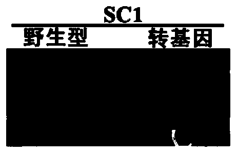 Application of soybean mosaic virus conserved fragment CFO and reverse repeat vector constructed by same in broad-spectrum resistance of soybeans to SMV