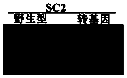 Application of soybean mosaic virus conserved fragment CFO and reverse repeat vector constructed by same in broad-spectrum resistance of soybeans to SMV